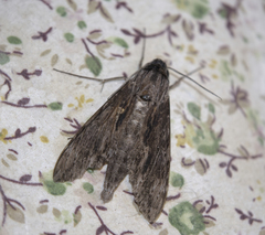 Erinnyis oenotrus