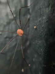 Leiobunum politum