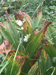 Veratrum fimbriatum