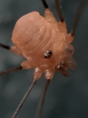 Leiobunum politum