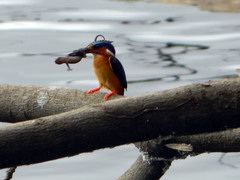 Hemidactylus mercatorius