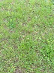 Plantago lanceolata