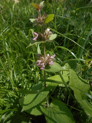 Stachys alpina