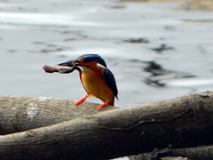 Hemidactylus mercatorius