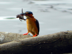 Hemidactylus mercatorius