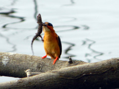 Hemidactylus mercatorius