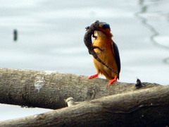 Hemidactylus mercatorius