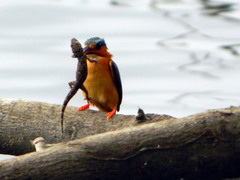 Hemidactylus mercatorius