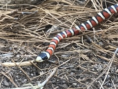 Lampropeltis pyromelana