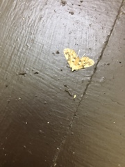 Elophila icciusalis