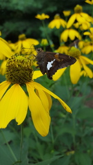 Epargyreus clarus clarus