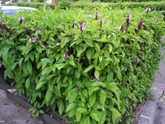 Phlogacanthus turgidus