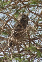 Bubo virginianus magellanicus