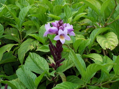 Phlogacanthus turgidus