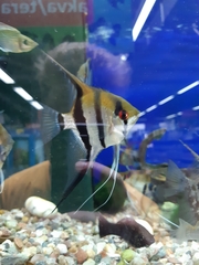 Pterophyllum scalare