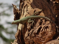 Microlophus theresioides