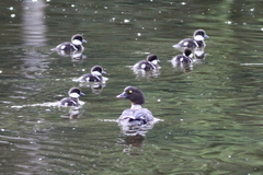 Bucephala
