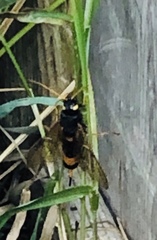 Urocerus flavicornis