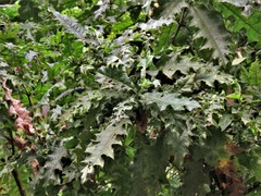 Acanthus polystachyus