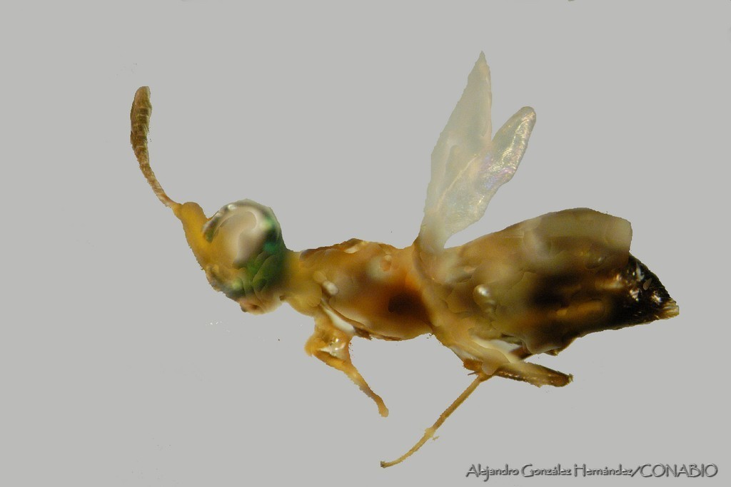 Anastatus tenuipes