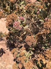 Pluchea zamalloae