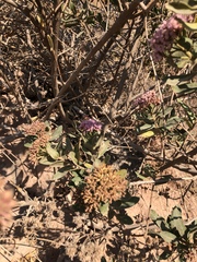 Pluchea zamalloae