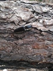 Chalcolepidius apacheanus