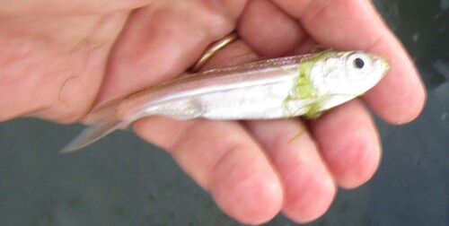 Atlantic piquitinga (Lile piquitinga) — Clupeidae