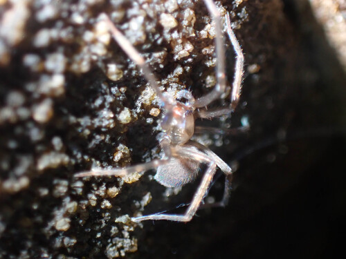 Phyxelidid Spider