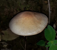Agaricus rufoaurantiacus