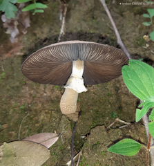 Agaricus rufoaurantiacus
