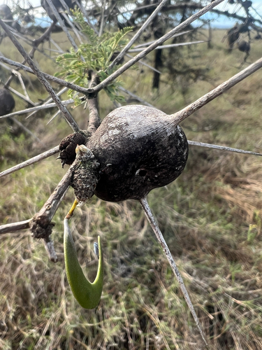 Vachellia drepanolobium, photograph 5