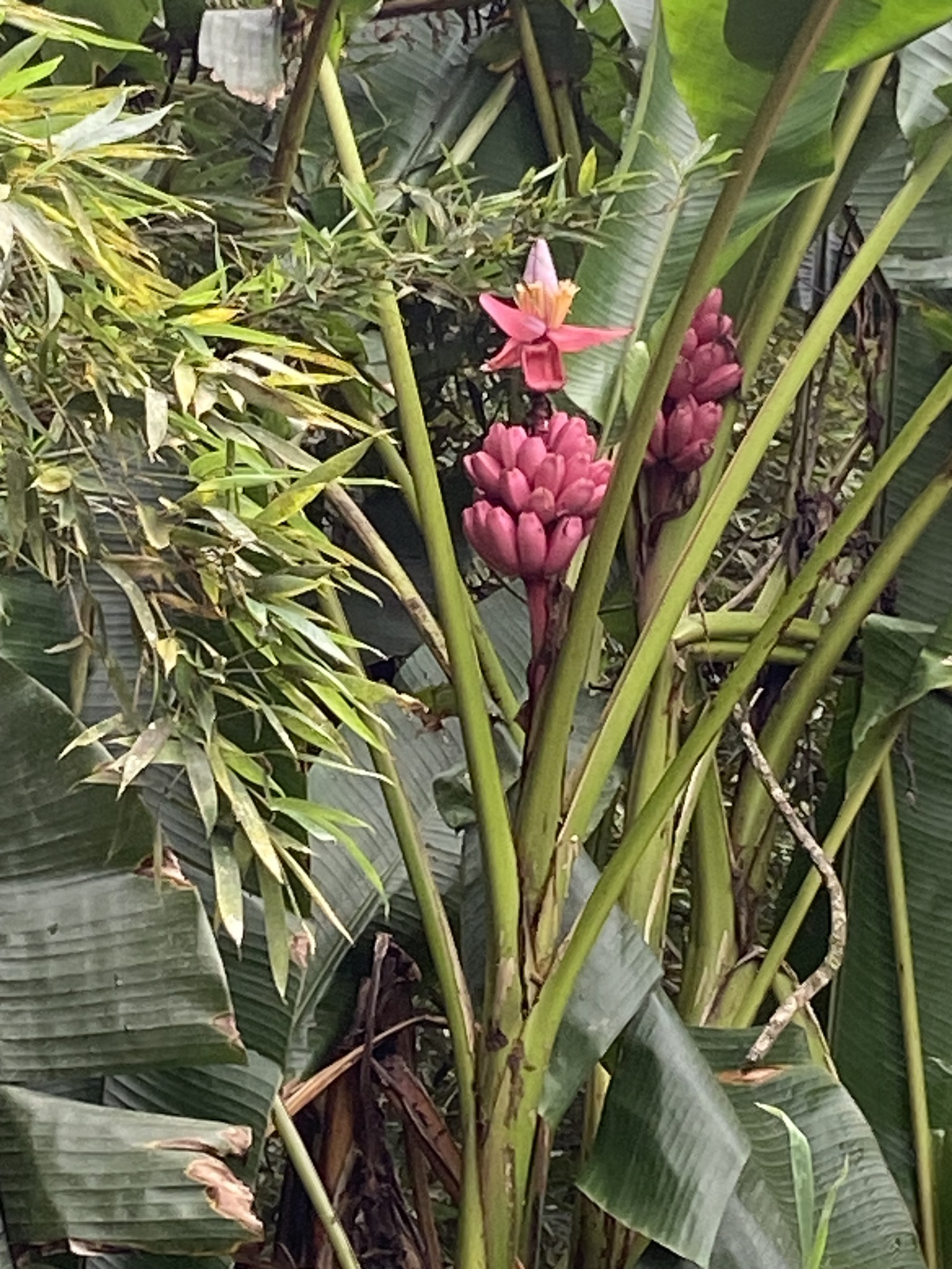 Musa velutina