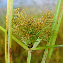 Cyperus engelmannii