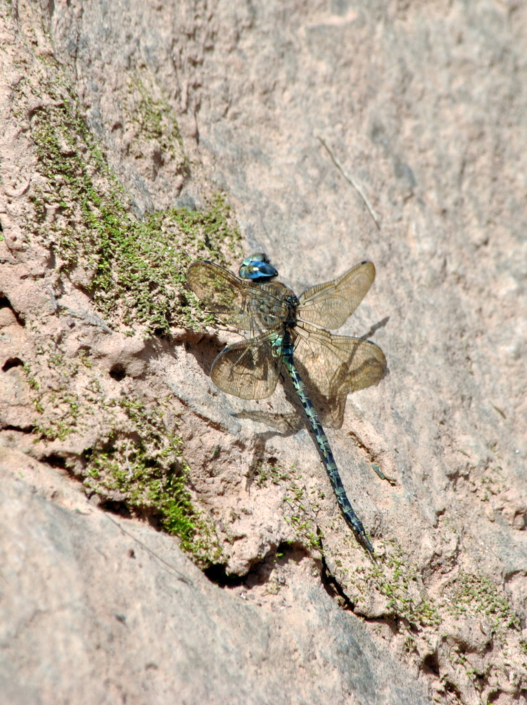 Rhionaeschna vigintipunctata