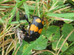 Nicrophorus hebes