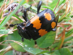 Nicrophorus hebes