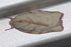 Euchaetis inceptella