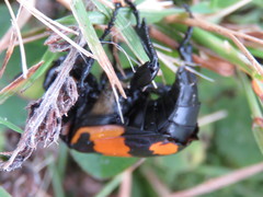 Nicrophorus hebes