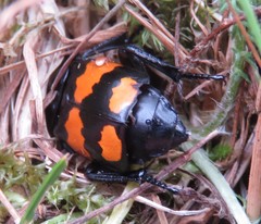 Nicrophorus hebes
