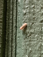 Synecdoche impunctata