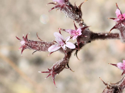 Chorizanthe xanti var. leucotheca