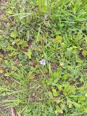 Cichorium intybus