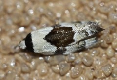 Euphiltra epilecta