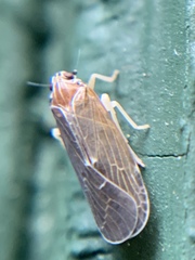 Synecdoche impunctata