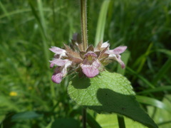 Stachys alpina