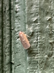Synecdoche impunctata