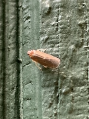 Synecdoche impunctata