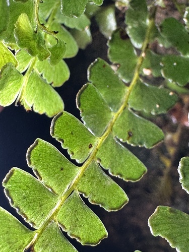 Lindsaea lucida iNat (2)