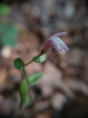 Triphora trianthophoros trianthophoros